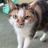 NAOMI, chatte à adopter