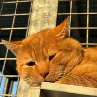 SONGE, chat à adopter