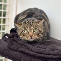 Crumble CAB4823, chat à adopter