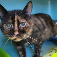 Vanille, chatte à adopter