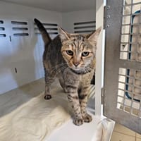 Francine, chatte à adopter