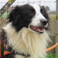 LOCO, chien à adopter