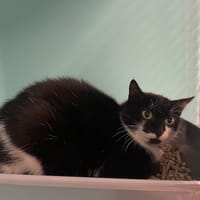 GISOU, chatte à adopter