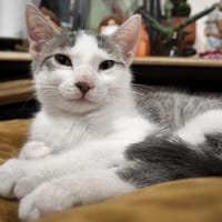 WERNER, chatte à adopter