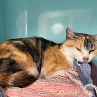 MIMINE, chatte à adopter