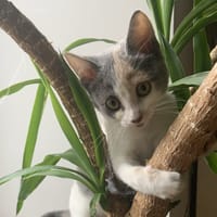 Buncha, chatte à adopter