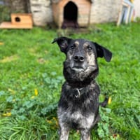 paco, chien à adopter