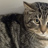 Natsou CAB4824, chat à adopter