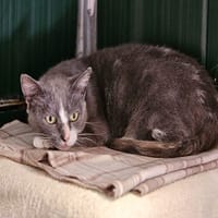 ANA'BELLE (réservée), chatte à adopter