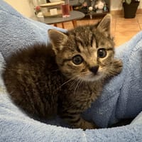 Bubble, chat à adopter