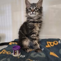 Tic, chat à adopter