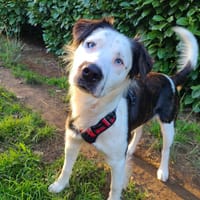 Montchi, chien à adopter