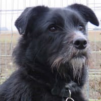 BISCOTTE, chienne à adopter