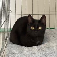 Adara, chatte à adopter