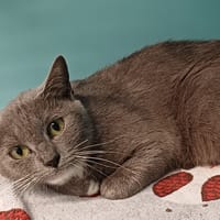 UMBER, chatte à adopter