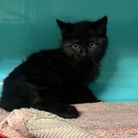 SIMON, chat à adopter