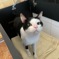Urgo, chat à adopter