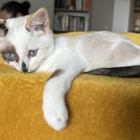 Nem, chatte à adopter
