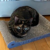 NINOU QCT, chatte à adopter