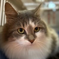 SAMBY, chat à adopter