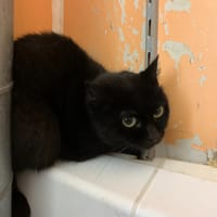 Catimini, chatte à adopter