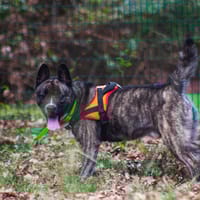 PAKI, chien à adopter