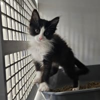 Tac, chat à adopter