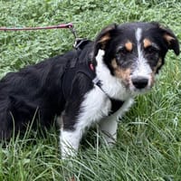 SHERLOCK VAA, chien à adopter