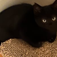 NOUMI QCT, chat à adopter