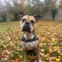 RUBY OAA19863, chienne à adopter