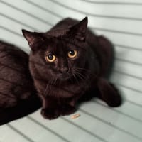 Rubane CAB4620, chatte à adopter