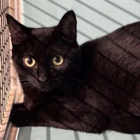 Reggae Cab4621, chat à adopter
