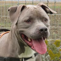 BLESS, chien à adopter