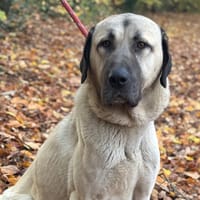 Drogo CAA14323, chien à adopter