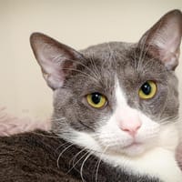 ALI A15606, chat à adopter