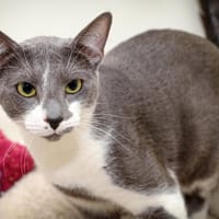 WISH A15607, chat à adopter