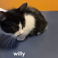 Willy (En cours d'adoption), chat à adopter