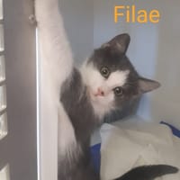FILAE, chat à adopter
