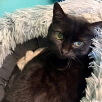 MONETTE, chatte à adopter