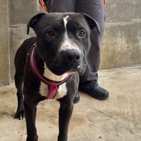 PLATINE VAA, chien à adopter