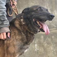 SEOUL VAA, chien à adopter