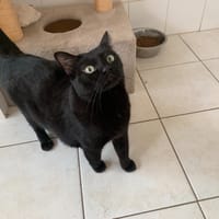 Steech, chat à adopter