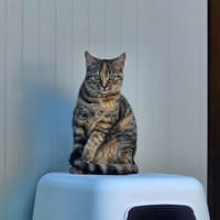 NAPPY, chatte à adopter