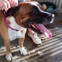 Papaye, chienne à adopter