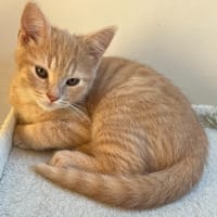 NANO QCT, chat à adopter