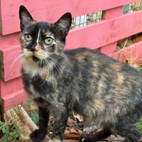 Gelule, chatte à adopter