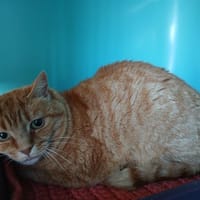 INDY ( RESERVE ), chat à adopter