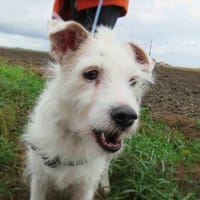 THALIE, chienne à adopter