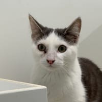 ALYO, chat à adopter