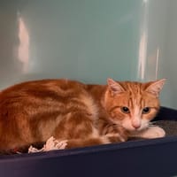 MAIGRICHON, chat à adopter